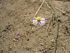 lessingia filaginifolia